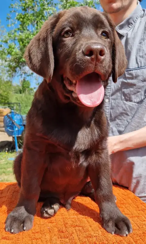 Labrador Retriever  Marron 3 Des Terres Sacrees photo 2