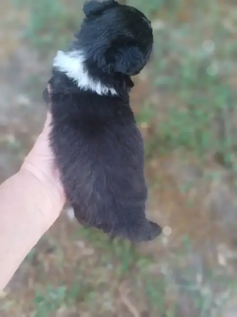 Shetland Sheepdog  Chiot N°4 Des Touches Noires photo 3
