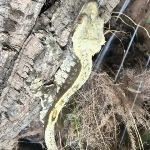 Mâle Gecko À Crête