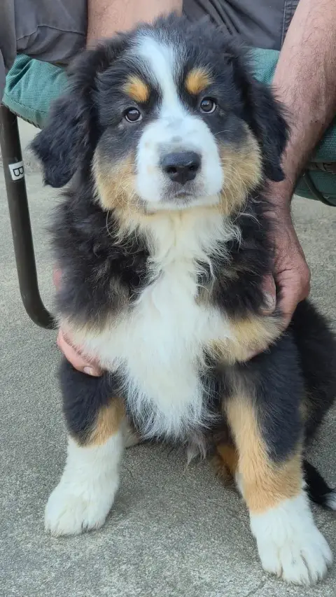Berger Australien  Chiot N°1 Des Plaines D'Alexoanne cccef