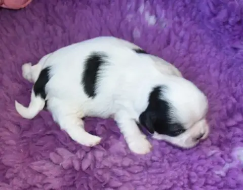 Shih Tzu  Chiot 4 B................ De La Maison Du R 3269a photo 3