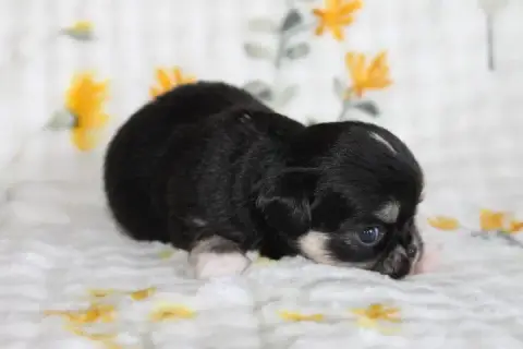 Chihuahua  Chiot N°2 Des Joyaux De La Sambre