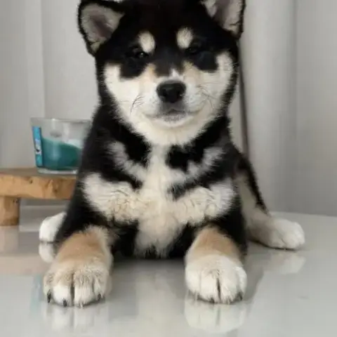 Shiba Inu Lof & Lignées Japonaises Prestigieuses
