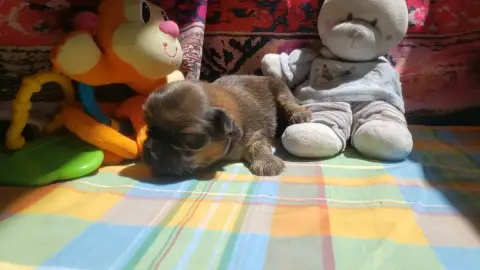 Lhassa Apso  Moyenne photo 2