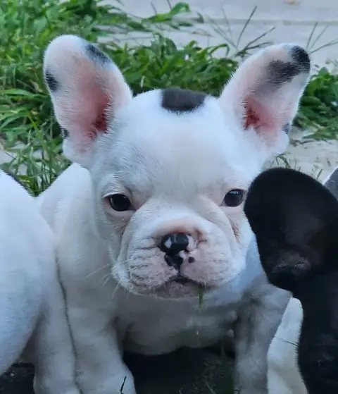 Bouledogue Français  Chiot N°6 Du Murat photo 2