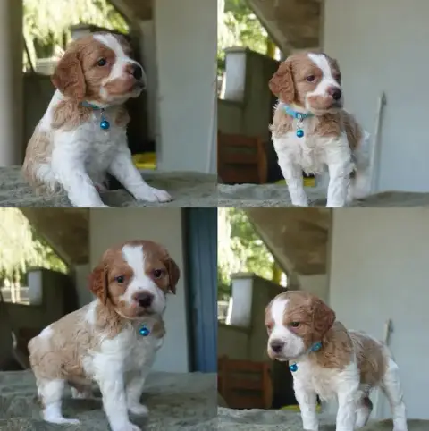 Adopter Epagneul Breton 
                        Chiot 7 Du D 76df9