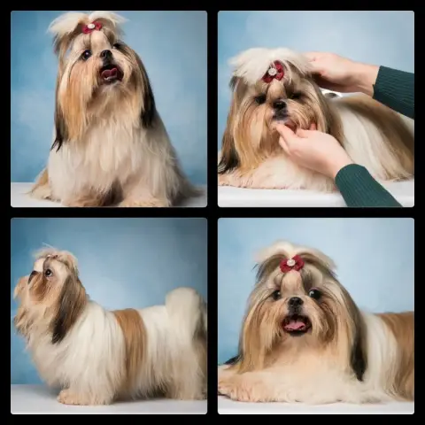 Shih Tzu  Beauty. Chiot N°3 Des Princesses De L'Orb 5f273 photo 2