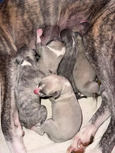 Whippet  Chiot 1 Du Haras Eclair Horside'Whip