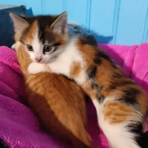Anouchka-Chatonne De 9 Semaines À Adopter