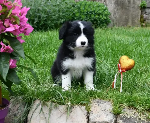 Border Collie  Fille Noire 1 Of Pacific Spirit