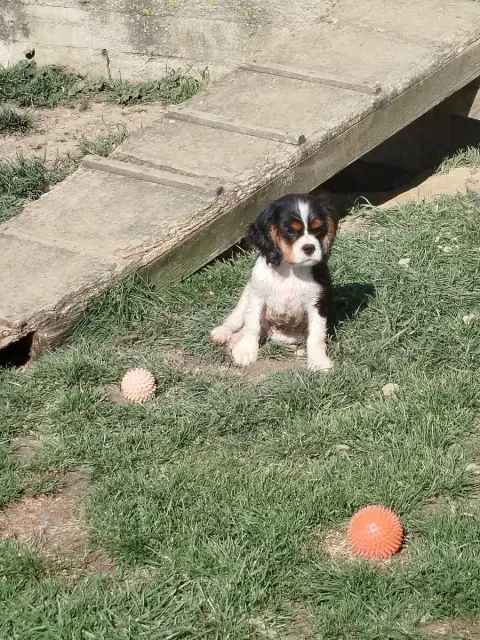 Cavalier King Charles Spaniel  Angus Du Domaine Des D 049da