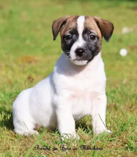 Jack Russell Terrier  Bandit Du Bois De Morchène