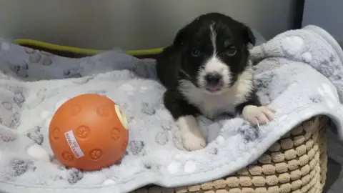 Berger Australien  Chiot N°6 Du Domaine Des Ecorces f6cef