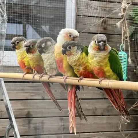 Conure De Molinae