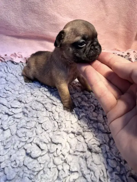 Bouledogue Français  Femelle Claire Of The Peaky'S Fr 75bde