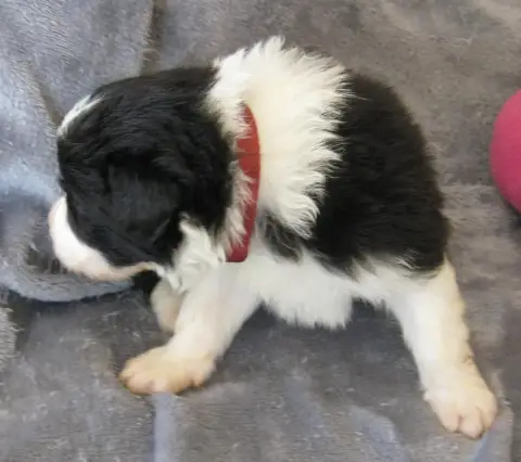 Border Collie  Chiot N°1 De La Vallee Du Douro photo 2