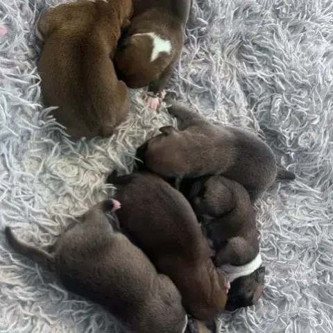 Chiot Staffie