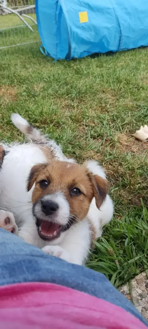 Jack Russell Terrier  Billy The Gang Of Smart Little  a0ad4