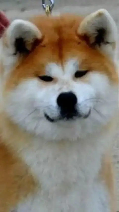 Akita  Chiot N°2 Akai Inu photo 2