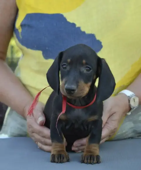 Adopter Teckel Poil Ras 
                        Collier Roug ab0ff