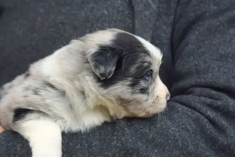 Berger Australien  Baïla Red Aussie'Rise
