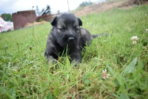 Berger Allemand Poil Long  Chiot N°8 Une Patte De Dia 17ba3 photo 3