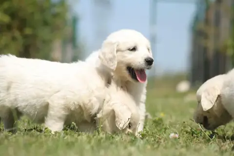 Golden Retriever  Chiot N°2 Des Joyaux Des Ki Millacs 422d5
