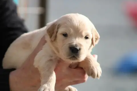 Golden Retriever  Chiot N°2 Des Romarins De Mayerling 9d649 photo 3