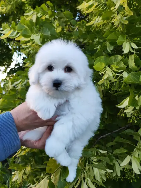 Coton De Tulear  Benji Analamanga Cotton Smile