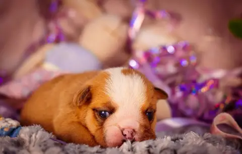 Bulldog Anglais  Born To Be Famous De La Lune Sombre 5876c photo 3