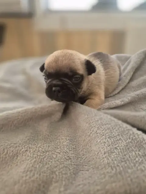 Bouledogue Français  Chiot N°2 Le Domaine D'Oscar