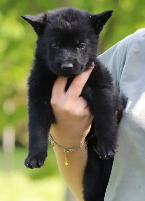 Berger Allemand  Chiot 3 Des Crocs De Heurtevent