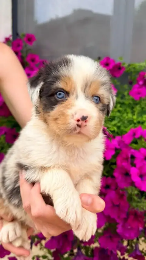 Berger Australien  Chiot 5 Des Glaciers De Cristal photo 3