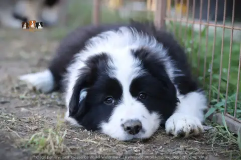 Border Collie  Brook Slice Of Heaven