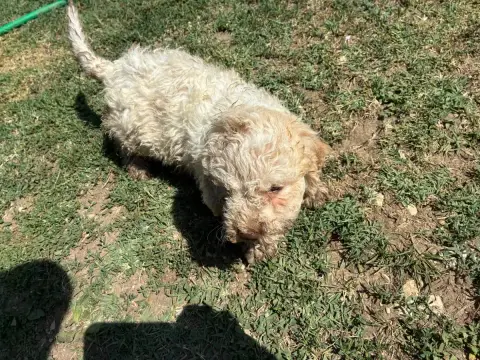 Adopter Lagotto Romagnolo 
                        Chiot N°2  7d4a1
