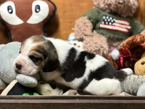 Beagle  Chiot N°1 Du Domaine Des Pattes Dorées photo 2
