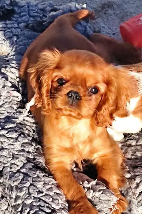 Cavalier King Charles Spaniel  Chiot N°1 Du Souvenir  dd9b3 photo 3