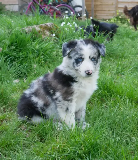 Border Collie  Bernard