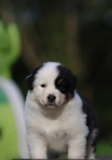 Berger Australien  Chiot 3 Bambou De La Vallée Des Au d53f5 photo 2