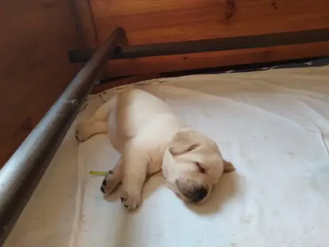 Labrador Retriever