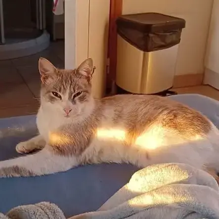 Chat Frayol À L Adoption