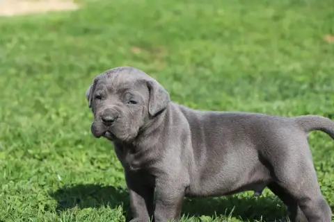 Cane Corso  Male 3 Bleu Du Royaume De Pandess