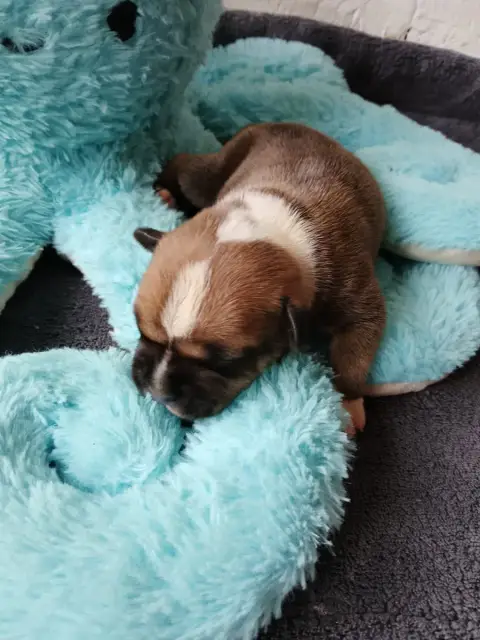 Staffordshire Bull Terrier  Chiot N°2 The World Of An b7d16