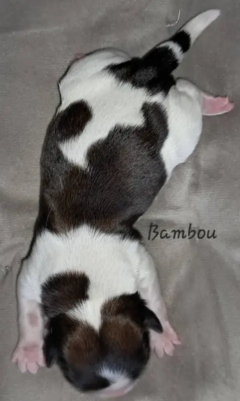 Shih Tzu  Bambou Soclemax