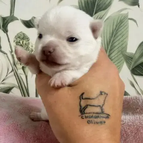 Chihuahua