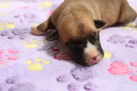 Whippet  Bisou Enchanté Des Filles D'Eole