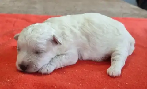 Bichon Frise  Chiot N°5 Des Hirondelles Du Voyage photo 2