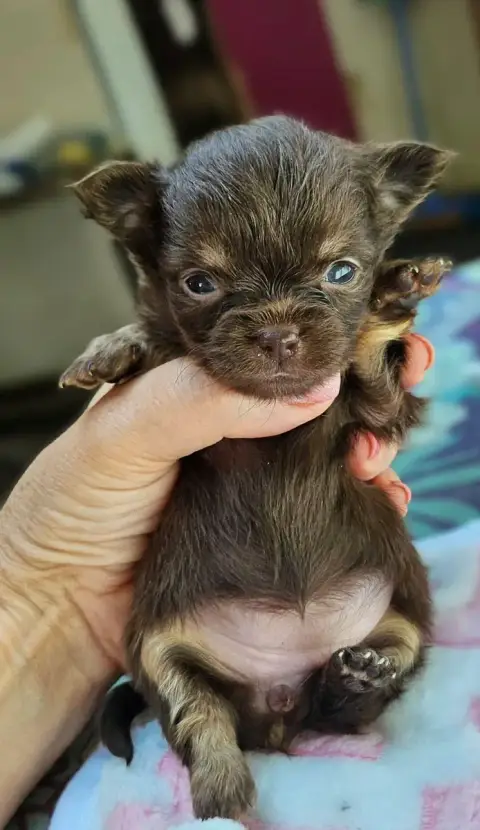 Chihuahua  Bounty Of Little By Little photo 3