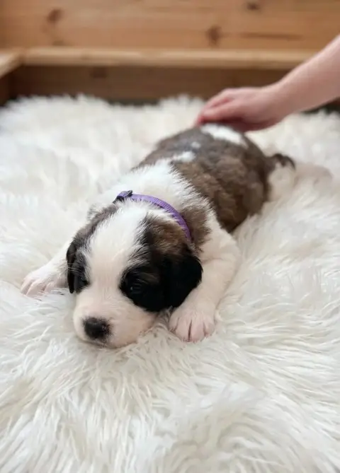 Chien Du Saint- photo 2