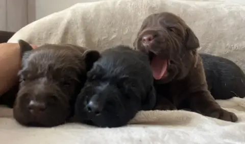 Labrador Retriever  Bobby
